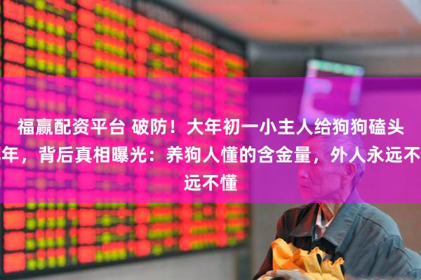 福赢配资平台 破防！大年初一小主人给狗狗磕头拜年，背后真相曝光：养狗人懂的含金量，外人永远不懂