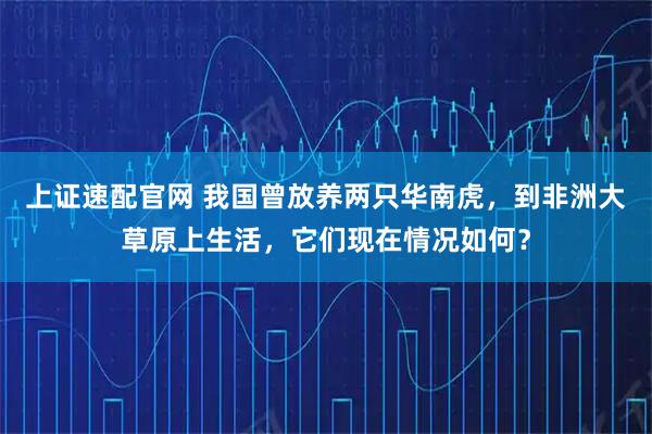 上证速配官网 我国曾放养两只华南虎，到非洲大草原上生活，它们现在情况如何？
